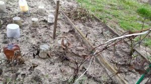 Весенняя обрезка клематиса. Clematis pruning