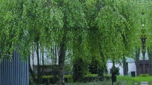 Береза повислая или бородавчатая (Betula pendula)