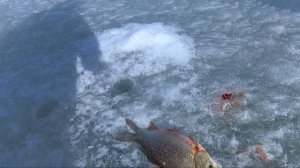 #фыркал#рыбалка#хакасия# КРУПНЫЙ карась на кресты АККОРДЕОН Анекдот от ПАЛЫЧА весна 2020