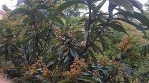 Зацвела мушмула. 18.10.2030