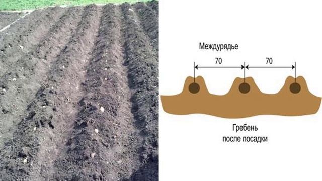 Схема посадки картофеля под лопату для хорошего урожая