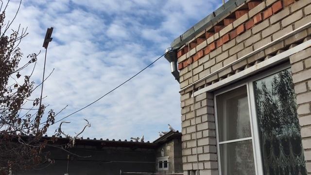 Pigeons.часть-1.Нужно поднять иммунитет а не лечить и прививать головой!