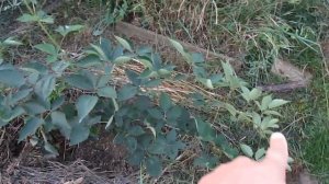 Размножение (укоренение) ежевики верхушками побегов