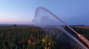 Поливаем кукурузу ДДН 70