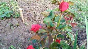 Питомник Элит! Роза Ред Франция(Red France) Нидерланды! Первогодка