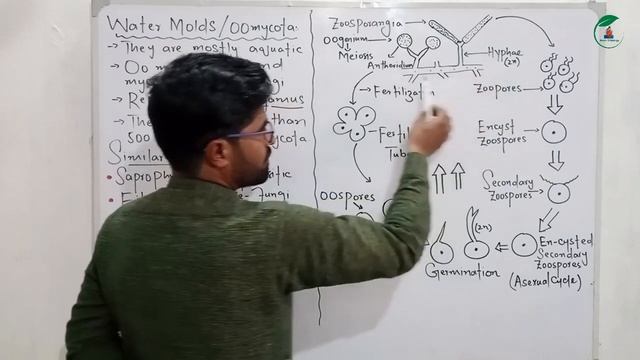 Water Molds (Oomycota) || Fungus like protists || Chapter 7 Fungi and Protista in pashto смотреть онлайн