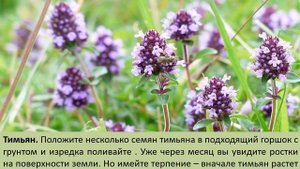 7 вкусных специй, которые можно вырастить на подоконнике