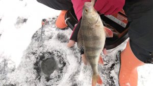 Простая рыбалка без "монстров и раздач". С безмотылкой на Оке, Вареж