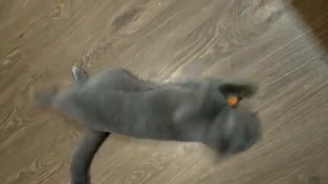 Кошка ест морковь смотреть онлайн