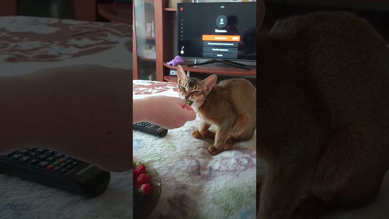 7 августа 2022 г. смотреть онлайн