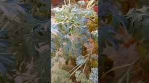 Artemisia absinthium (Wormwood).Afsanteen  in Hindi