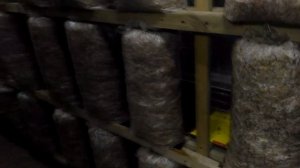 Выращивание грибов вешенка. 14 День инкубации