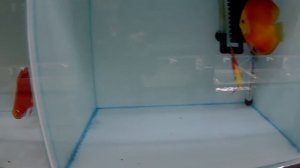 Дискусы из Апшеронска на Азиатской разводне дискусов.
