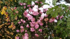 ХРИЗАНТЕМА МУЛЬТИФЛОРА. НУЖНО ЛИ ОБРЕЗАТЬ ХРИЗАНТЕМУ В ГРУНТЕ ? КАК СОХРАНИТЬ ХРИЗАНТЕМУ  В ЗИМУ ?!