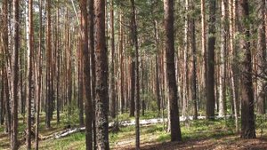 ---18.09.2020 С Днем Работников Леса.mp4