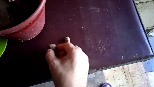Цветение мирабелиса! Хочу развести от одного клубня георгины вегетативные🌸