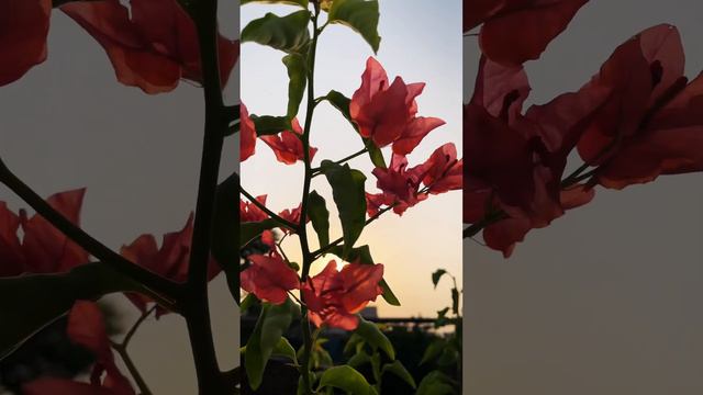 Pink Bougainvillea Plant 🪴# #viral