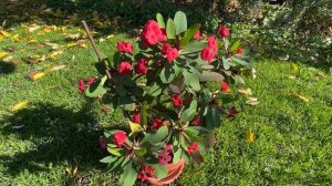 |НАШИТЕ ЦВЕТЯ| Исусов венец / сезон 2021 г.