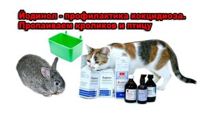 Почему Йодинол, почему не обычный Йод. Профилактика кокцидиоза.