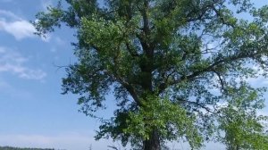 КОП НА СТАРОЙ ДЕРЕВНЕ С GARRETT AT MAX)))