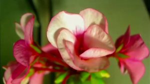 Geranium time lapse