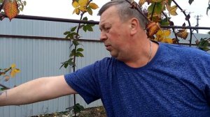 Как Обрезать Ежевику Бесшипную/Весна или Осень/ Садовая Ежевика(Выращивание, Формировка, Уход)/(0+)