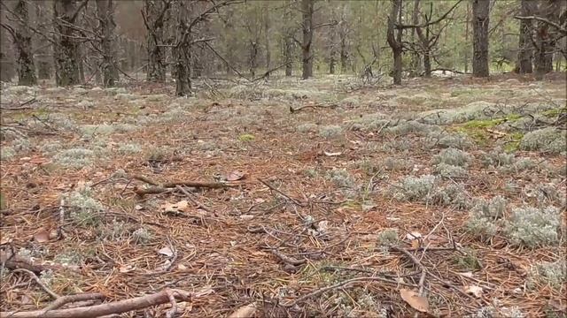 МОЛОДЫЕ БОРОВИКИ!ГРИБЫ.Начало волны! смотреть онлайн