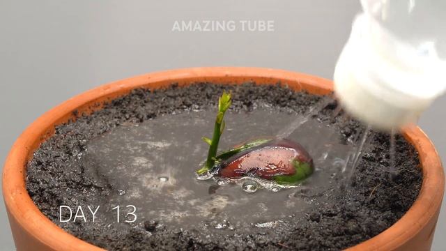 JACKFRUIT TREE Growing From Seed - Time Lapse смотреть онлайн