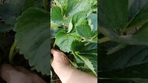 особенность ухода за клубникой Мальвина