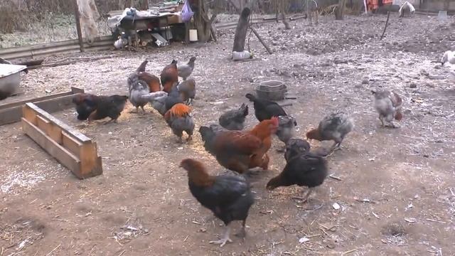 Карликовые куры.Породы кур.