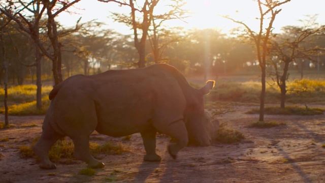 "Zоопарк": "Судан: последний белый носорог" смотреть онлайн