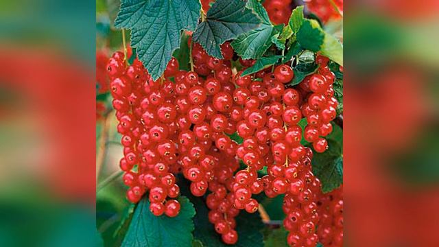 Практическая польза садовых растений смотреть онлайн