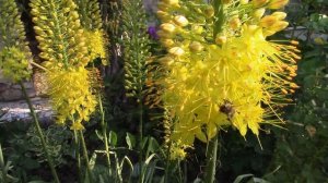 Эремурус.  Как же развивается эремурус?