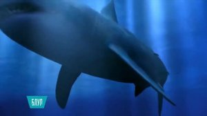 Мегалодон и другие опасные хищники океана