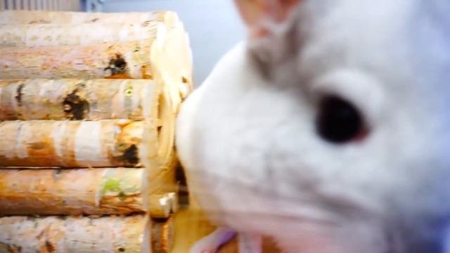 НА ЧТО НУЖНО ОБРАТИТЬ ВНИМАНИЕ ПРИ ПОКУПКЕ ШИНШИЛЛЫ?