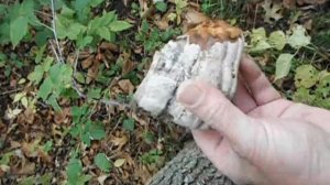 Harvesting Horse hoof fungus