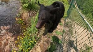 Медвежата на дальнем озере.