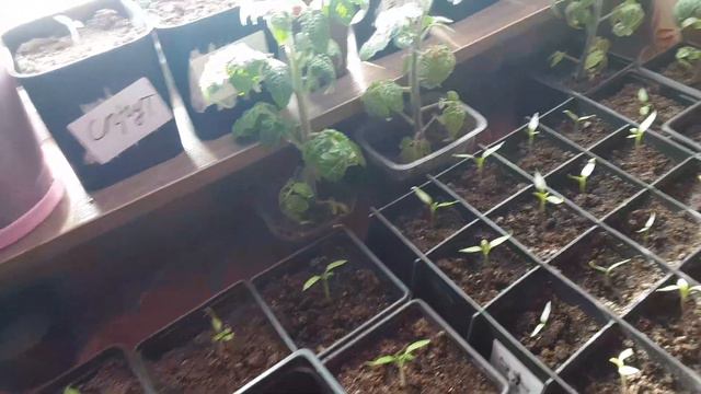 Рецепт шикарных корней у рассады.#рассада смотреть онлайн