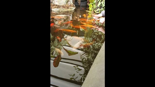 аптекарскийогород МГУ весна 2022/Apothecary garden of Moscow State University spring 2022 May Mosco