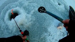 рыбалка в январе! ловля берша и судака, адмирал + тюлька!