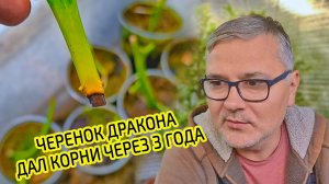 Хотел выбросить. Я в ШОКЕ! Черенок дракона ожил спустя 3 года и дал корни. Лимон Понцирус Трифолиата