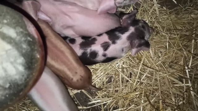 Эксперемент стартовый комбикорм на основе бмвд Пурина. Конверсия корма поросят. смотреть онлайн