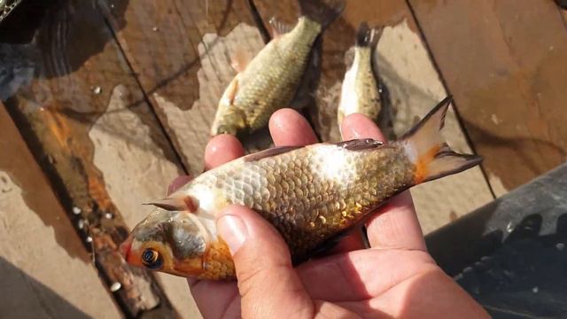 Золотой карась смотреть онлайн