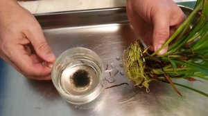 Домашние растения. Размножение Хлорофитума.