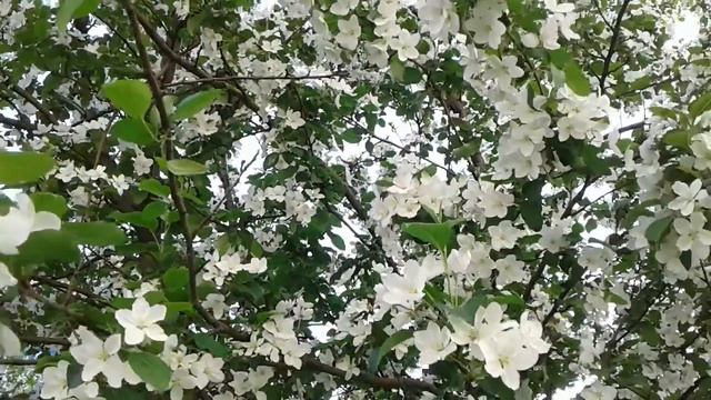 Яблони в цвету. Новокузнецк. Apple blossom. Apfelblüte. Floraison du pommier.