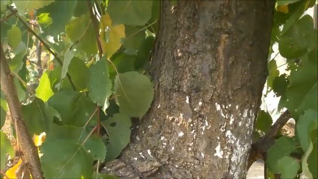 ЛИСТОПАД НА ДАЧЕ, ЧТО ДЕЛАТЬ? /Органическое земледелие смотреть онлайн