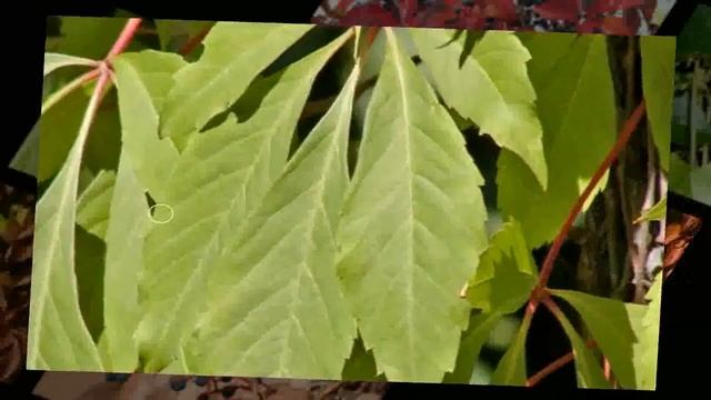 parthenocissus tricuspidata segunda parte para aulaagroforestal смотреть онлайн