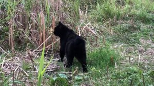 Будни ЧЁРНОГО КОТА с коротким хвостом,который живет на озере