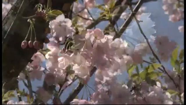 大阪市立大学理学部附属植物園「森の植物園」春 смотреть онлайн