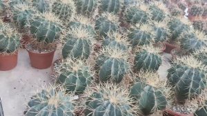 Ферокактусы.Какие бывают виды,изучаем.Теплица М.Уллига.Ferocactus330